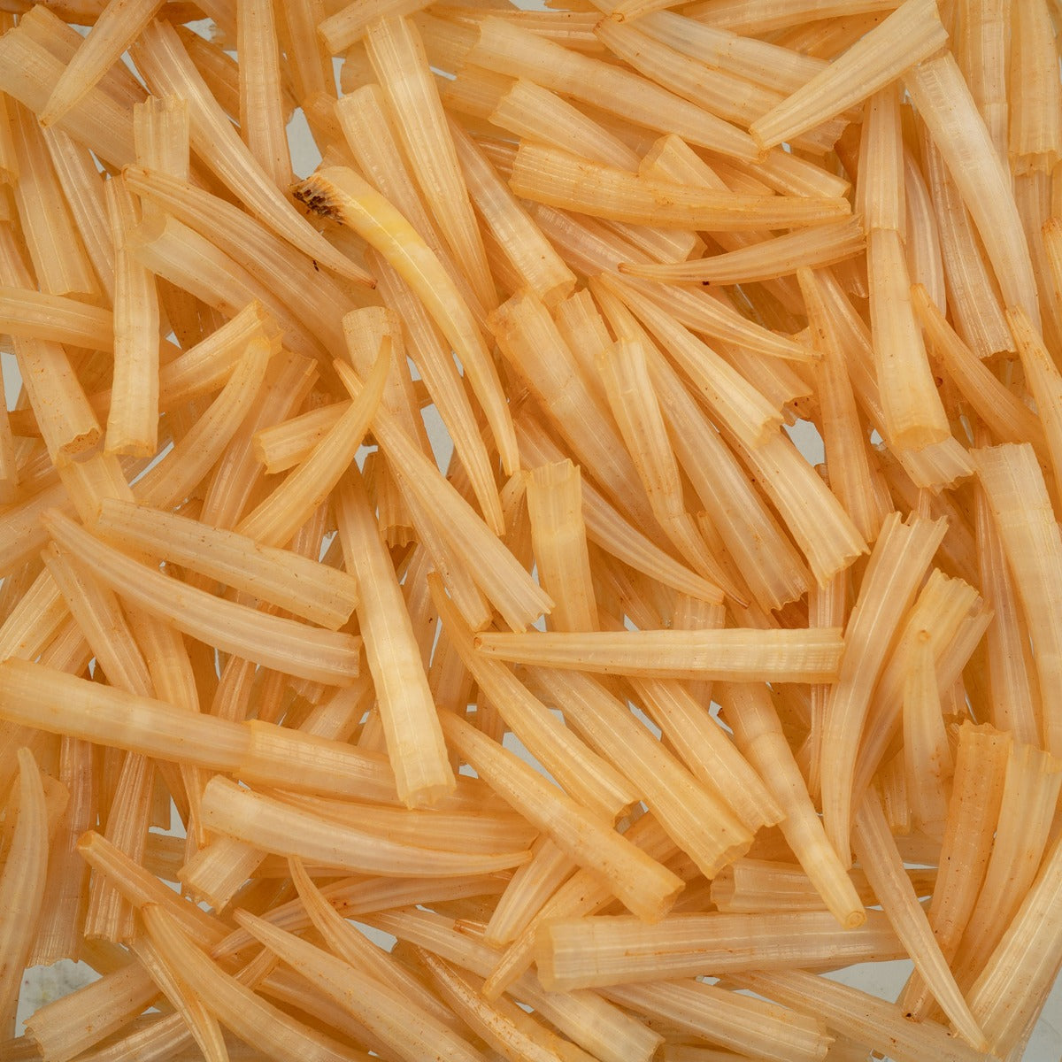 Dentalium Shell Ridged 100pcs/apx.30g 0.5in to 1in Peach Not Water Resistant