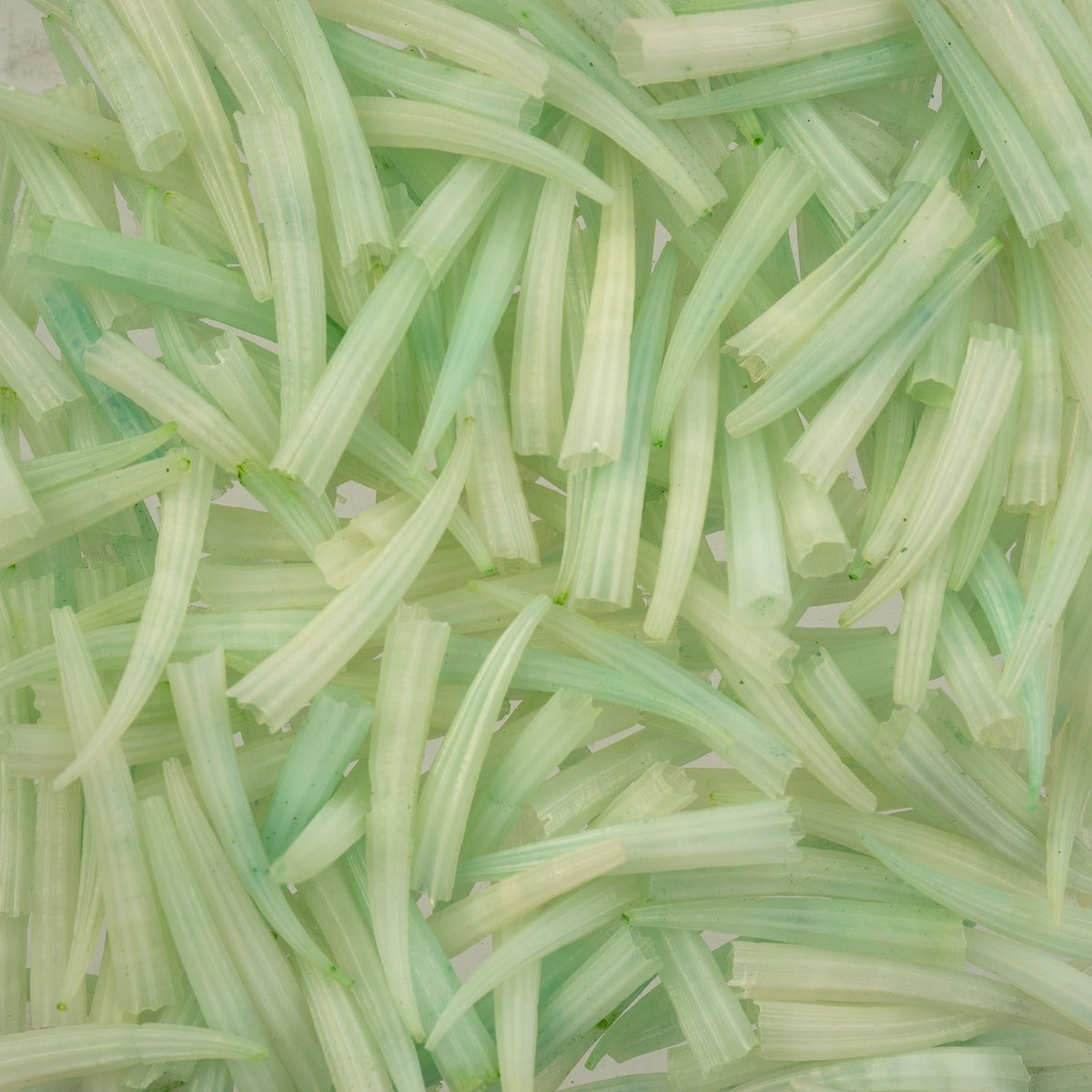 Dentalium Shell Ridged 100pcs/apx.30g 0.5in to 1in Green Not Water Resistant