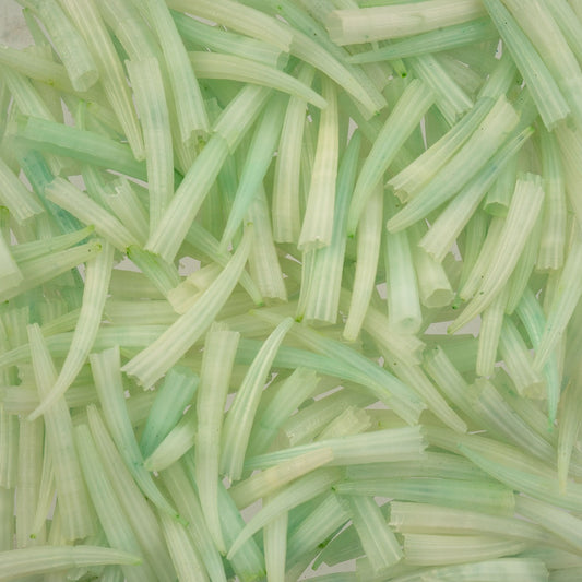 Dentalium Shell Ridged 100pcs/apx.30g 0.5in to 1in Green Not Water Resistant