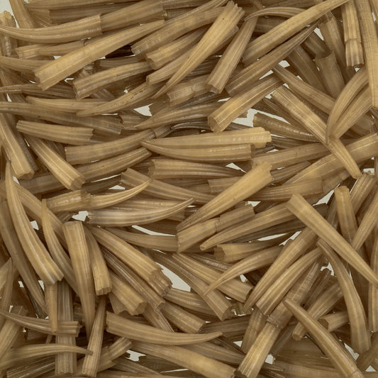 Dentalium Shell Ridged 100pcs/apx.30g 0.5in to 1in Light Brown Not Water Resistant
