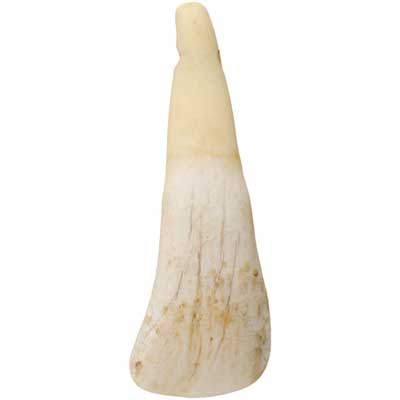BONE COWS TEETH ANTIQUED Worked on Bone 50PCS