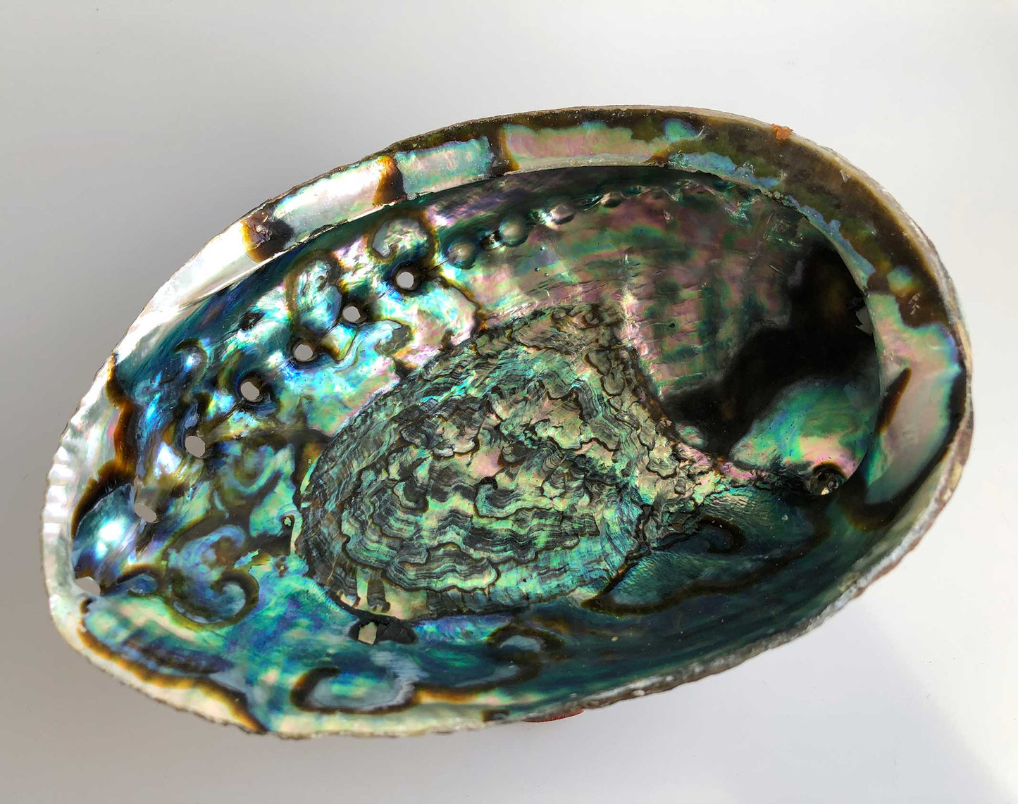 Abalone Smudge Shell 4-6"