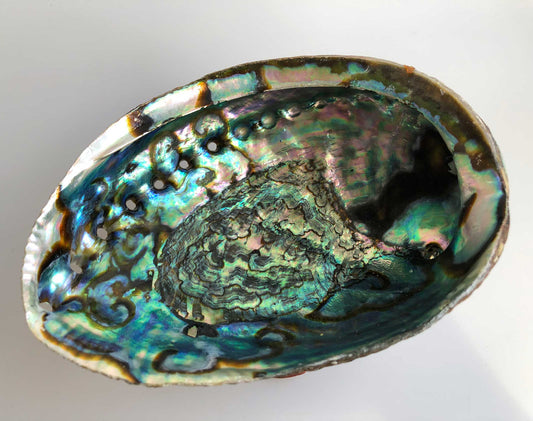Abalone Smudge Shell 4-6"