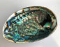 Abalone Smudge Shell 4-6"